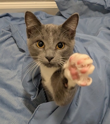 Quesito