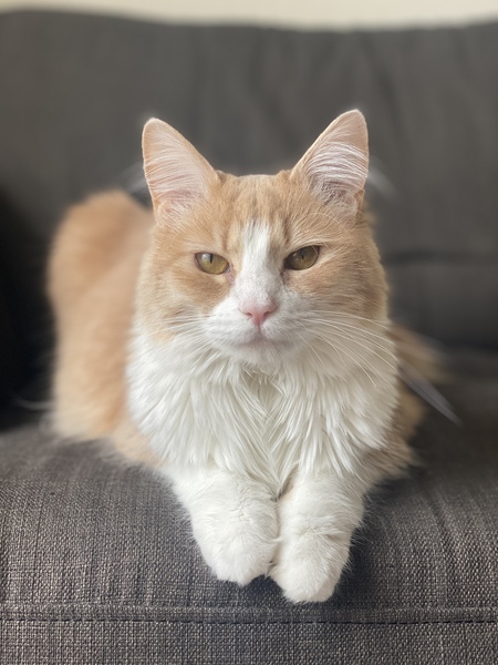 Nala