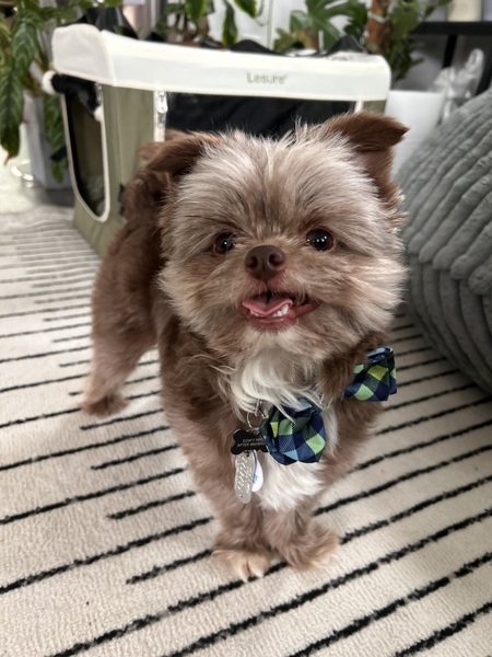 Gizmo