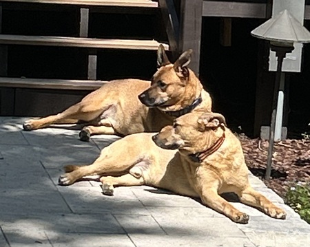 Mack & Archie