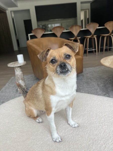 Harley aka Chicken