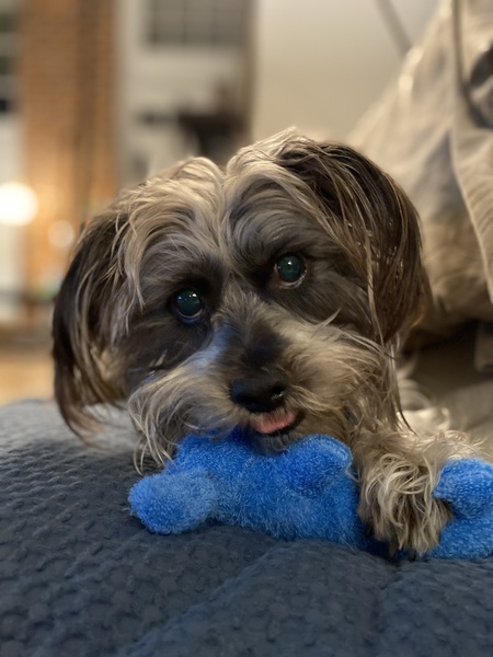  Baxter 