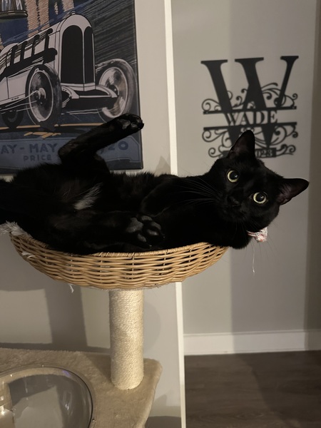 Nigel