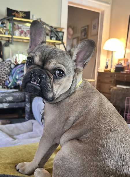 Daphne