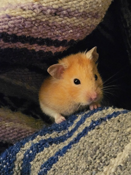 Hamtaro