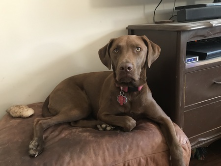Gracie