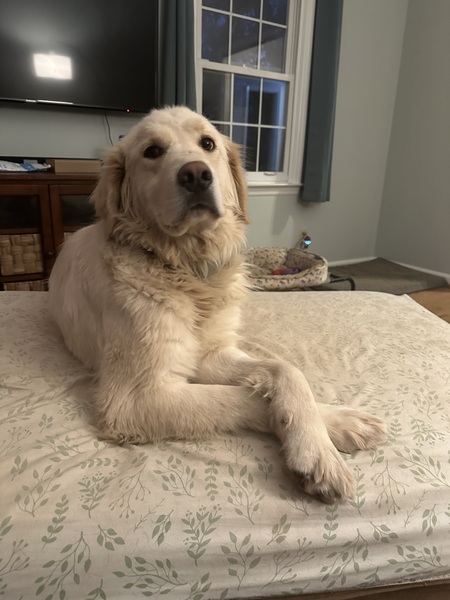 Daisy
