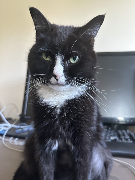 Kat
