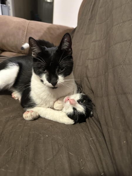 Purrdy and Dottie