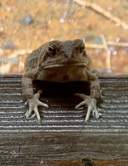Toadily Toad