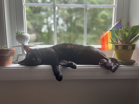 Maya