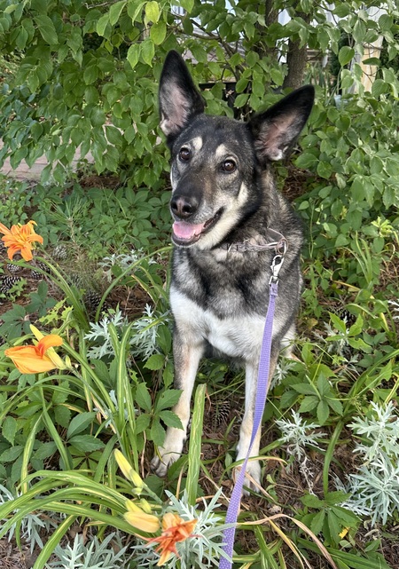 Lily