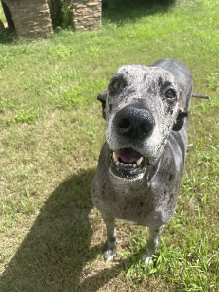 Pepper