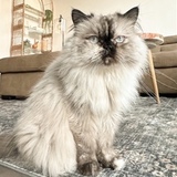 Entry image for Biscuit