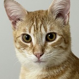 Entry image for Flash