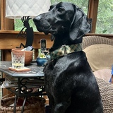 Entry image for Strider 