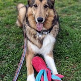 Entry image for Finn