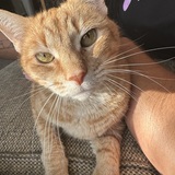 Entry image for Cheddar Cheese “CC”