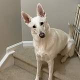 Entry image for Princess Leia