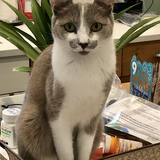 Entry image for Chanel