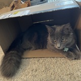 Entry image for Peter