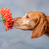 Entry image for Nellie