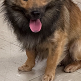 Entry image for Chewbacca