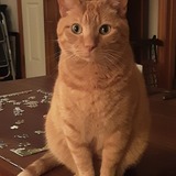 Entry image for Rowdy