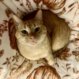 Entry image for Ariel