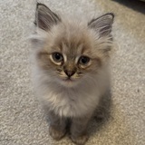 Entry image for Fluffy