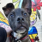 Entry image for Phoebe