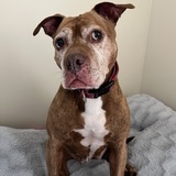 Entry image for Stella