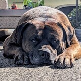 Entry image for Norman