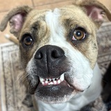 Entry image for Cynisca