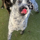 Entry image for Pickles