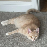 Entry image for Nesse