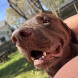 Entry image for Ranger