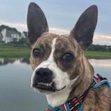 Entry image for Jovie