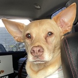 Entry image for Bailey