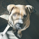 Entry image for Stevie