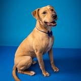 Entry image for Sir Hogan Houdini