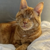 Entry image for Moxie