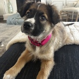 Entry image for Millie