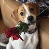 Entry image for Niko