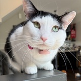 Entry image for Pixie