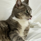 Entry image for Izzy