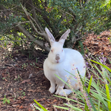 Entry image for Hoppy