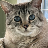 Entry image for Captain Sully