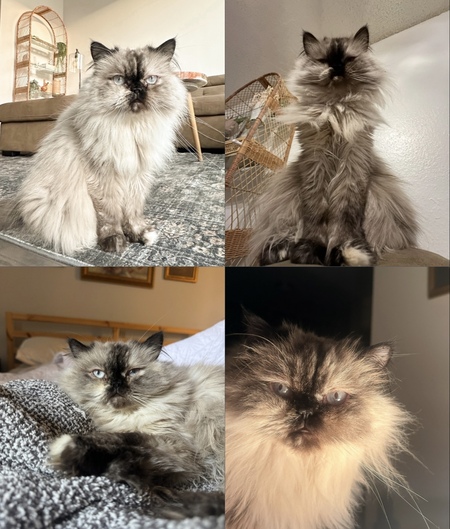 Biscuit