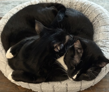Cozmo & Neko